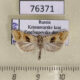 76371p Tortricidae Cochylimorpha alternana Krasnoyarsk reg. $5