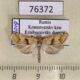 76372p Tortricidae Cochylimorpha alternana Krasnoyarsk reg. $5