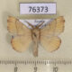 76373p Lasiocampidae Malacosoma neustria testacea Primorye $4
