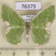 76375p Geometridae Comibaena tenuisaria f Primorye $4