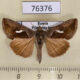 76376p Noctuidae Macdunnoughia confusa Primorye $4