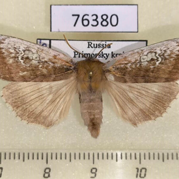 Thyatiridae Tethea consimilis Primorye