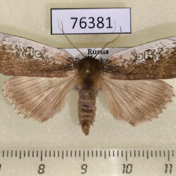 Thyatiridae Tethea consimilis Primorye
