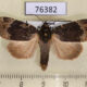 76382p Noctuidae Amphipyra jankowskii Primorye $7