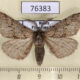 76383p Geometridae Lycia hirtarius Primorye $2