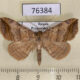 76384p Noctuidae Blasticorhinus ussuriensis Primorye $4