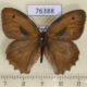 76388p Satyridae Hyponephele lycaon Kazakhstan $5