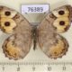 76389p Satyridae Pseudochazara hippolyte mercurius Kazakhstan $4
