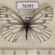 76391p Pieridae Pieris euorientis f Khakassia rep. $3
