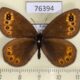 76394p Satyridae Erebia medusa f Buryatia rep. $7
