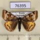 76395p Noctuidae Euclidia glyphica Transbaikal reg. $5
