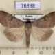 76398p Noctuidae Lygephila craccae Amur reg. $4