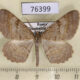 76399p Geometridae Hypomecis punctinalis Transbaikal reg. $3