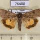 76400p Noctuidae Noctua interposita Krasnoyarsk reg. $1