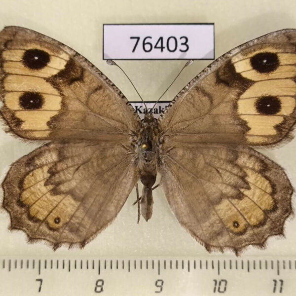 Satyridae Pseudochazara hippolyte mercurius f Kazakhstan