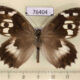 76404p Satyridae Chazara enervata Kazakhstan $5