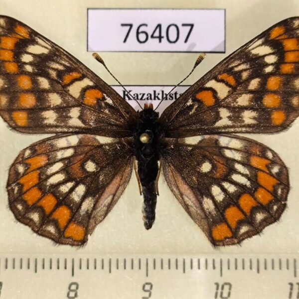 Nymphalidae Euphydryas maturna staudingeri f Kazakhstan