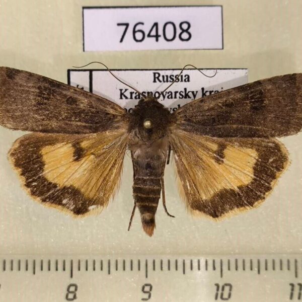 Noctuidae Noctua interposita Krasnoyarsk reg.