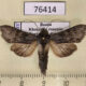 76414p Noctuidae Cucullia gnaphalii Khakassia rep. $30