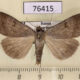 76415p Noctuidae Lygephila craccae f Amur reg. $4