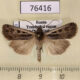 76416p Noctuidae Ledereragrotis difficillis Transbaikal reg. $3