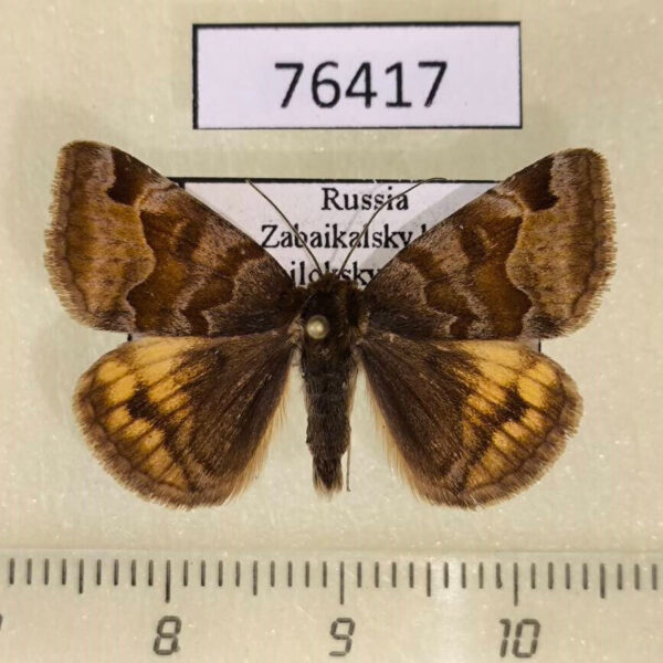 Noctuidae Euclidia glyphica Transbaikal reg.