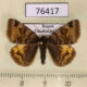 76417p Noctuidae Euclidia glyphica Transbaikal reg. $6
