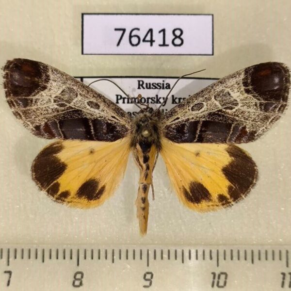 Noctuidae Sarbanissa subflava Primorye
