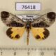 76418p Noctuidae Sarbanissa subflava Primorye $7