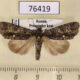 76419p Noctuidae Acronicta rumicis Primorye $2