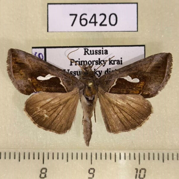 Noctuidae Macdunnoughia confusa Primorye