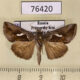 76420p Noctuidae Macdunnoughia confusa Primorye $3