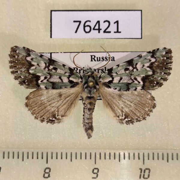 Noctuidae Moma kolthoffi Primorye