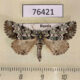 76421p Noctuidae Moma kolthoffi Primorye $5