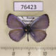 76423p Lycaenidae Celastrina ladonides Primorye $5