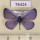 76424p Lycaenidae Celastrina ladonides Primorye $5