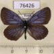 76426p Lycaenidae Plebeius subsolanus Primorye $6