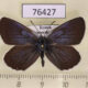76427p Lycaenidae Plebeius subsolanus Primorye $6