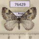 76429p Geometridae Dysstroma truncata Khakassia rep. $6