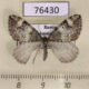 76430p Geometridae Dysstroma truncata Khakassia rep. $2