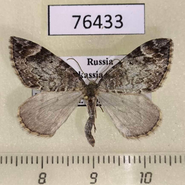 Geometridae Dysstroma citrata Khakassia rep.