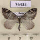 76433p Geometridae Dysstroma citrata Khakassia rep. $4