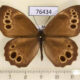 76434p Satyridae Lopinga achine Primorye $5