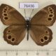 76436p Satyridae Lopinga achine Primorye $5