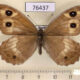 76437p Satyridae Hipparchia autonoe orchomenus f Kazakhstan $5