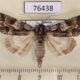76438p Noctuidae Acronicta digna Primorye $5