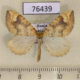 76439p Geometridae Eulithis populata Khakassia rep. $8