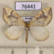 76441p Geometridae Eulithis populata Khakassia rep. $8