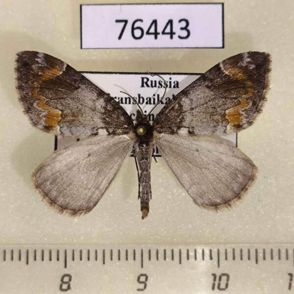 Geometridae Dysstroma latefasciata Transbaikal reg.