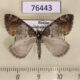 76443p Geometridae Dysstroma latefasciata Transbaikal reg. $5